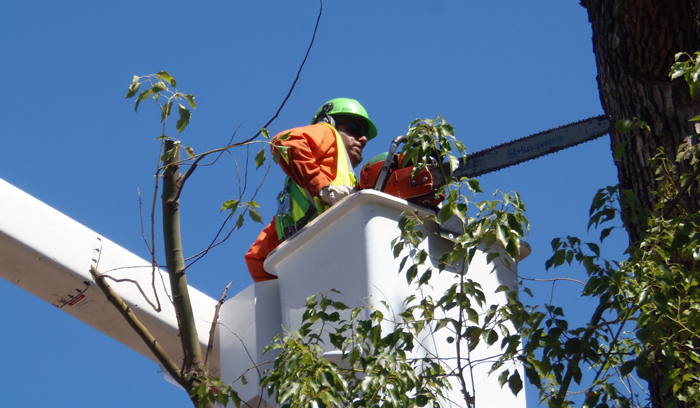 Public Works employees trimming tree branches with chainsaw