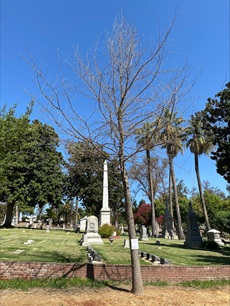 1000 Broadway - Historic City Cemetery 2
