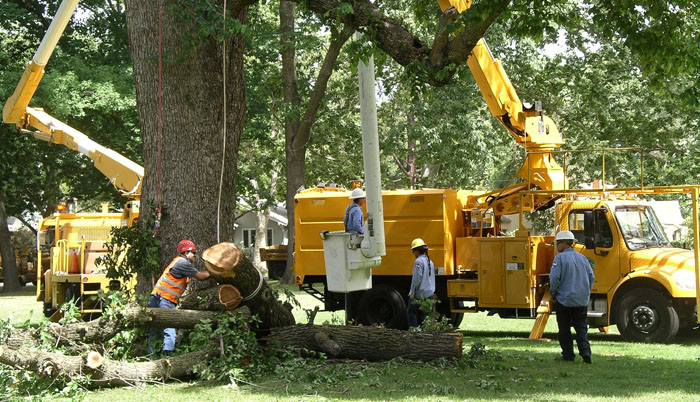 Crews pruning trees